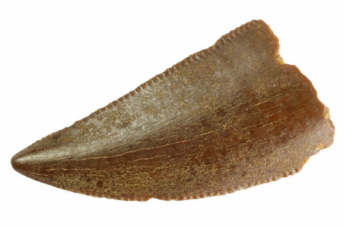 Serrated, Raptor Tooth - Real Dinosaur Tooth #333289